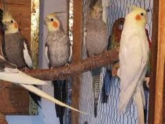 nini - kozici - papagali